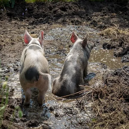 B&B De Nieuwe Warande 3*