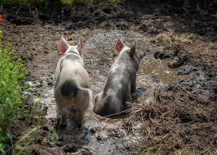 Nocleg ze śniadaniem De Nieuwe Warande 3*