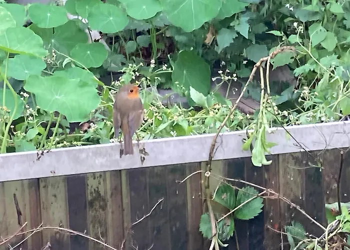 De Nieuwe Warande 3*